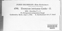Uromyces intricatus image